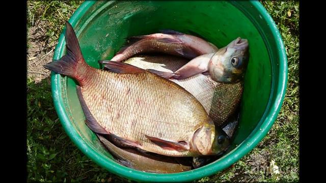 простейшие прикормки для рыбы смотреть онлайн