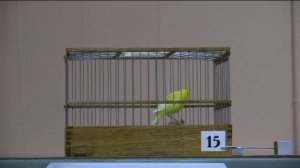 VІІ-й чемпионат канареек овсяночного напева "Лучший кенар-солист 2017"