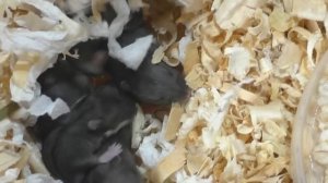 КАК растут ХОМЯЧАТА кемпбелла с 1 по 30 день / Hamsters 1-30 day / Alisa Easy Pets