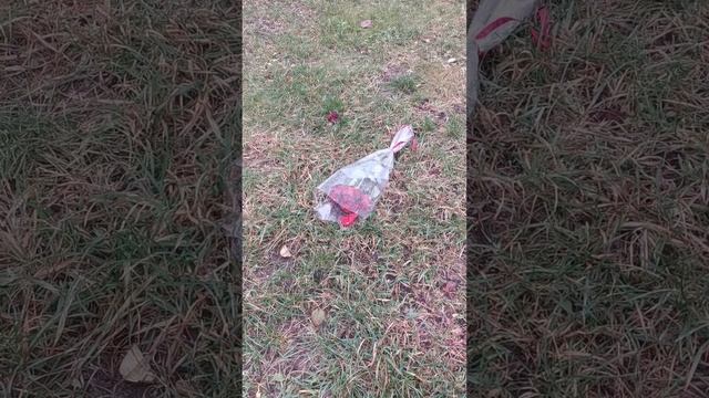 Бедные цветы! Не простила, видимо. Poor Flowers! #розы #бедныецветы #любовь #непростила #тверь