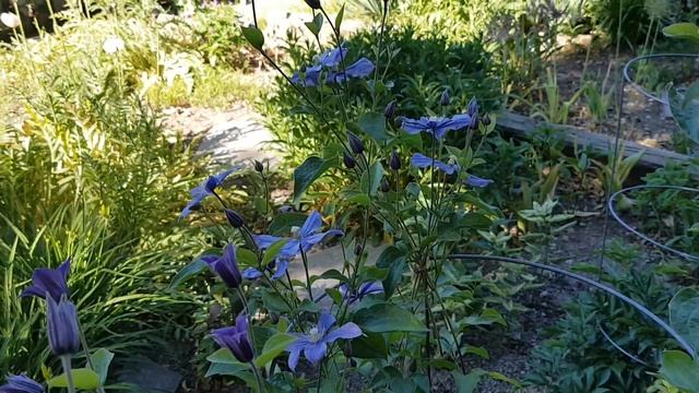 直立铁线莲 Clematis Rooguchi，Arabella，Inspiration смотреть онлайн