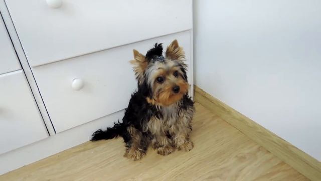 Как научить собаку команде Дай лапу смотреть онлайн