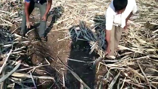 Stubble Shaving смотреть онлайн