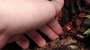 Мадагаскарский тараканы дома. Таракан матершинник.