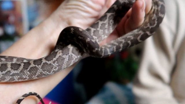 Start Socialising Your Snakes From Babies (Rough Scaled Python) смотреть онлайн