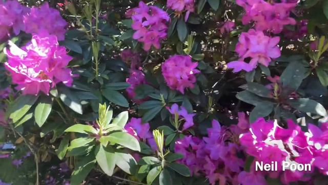 Rhododendron ‘PURPLE SPLENDOUR’ | लालि गुरास् -Series 6 смотреть онлайн