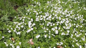 Вероника нитевидная - живой и нежный ковёр на вашем участке!