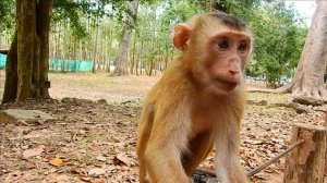 New Abandoned Monkey Soma is The Top Main Leader In her Family.