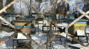 В чем особенно нуждаются пчелы ранней весной