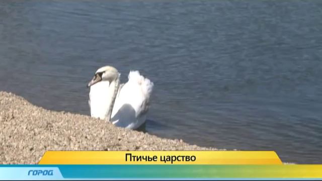 Сюжет Птицы 11.06.15 смотреть онлайн