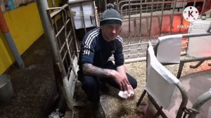 ‼️КОШМАРНЫЙ ОПОРОС СВИНОМАТКИ ПОРОДЫ ПЬЕТРЕН ‼️