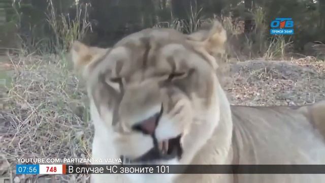 Фразеологизм «не баран чихнул» в рубрике «Добавь обороты» смотреть онлайн