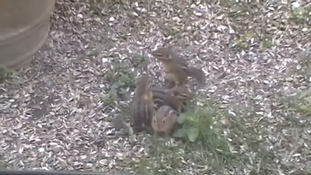 ChipmunkS 05/22/2011 смотреть онлайн