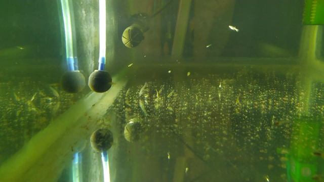 Сравнение мальков растущих в общем аквариуме и в малявочник. смотреть онлайн