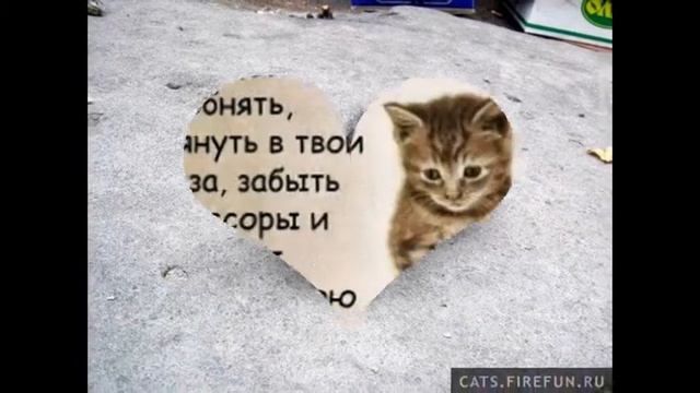 Мое слайд-шоу Бедные котята смотреть онлайн