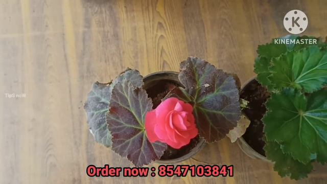 Jiffy ചെടികൾ നടാം ഇങ്ങനെ ഒപ്പം കുറേ combo ഓഫറുകളും കാണാം | TipS noW. смотреть онлайн