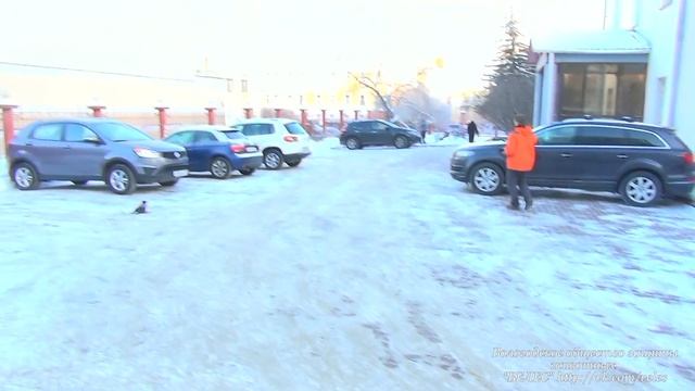 Как сеткомётом поймать раненую ворону. смотреть онлайн