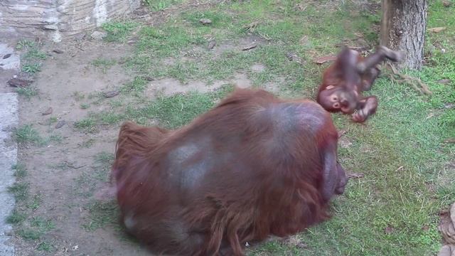Забавные Орангутаны - Funny Orangutans