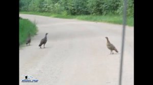 НА ОХОТЕ ОХОТА НА ГЛУХАРЯ ДУПЛЕТ 12 КАЛИБРОМ  1 дуплет - 6 штук