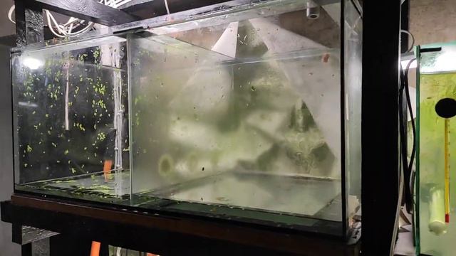 Перезапуск одного из аквариумов... смотреть онлайн