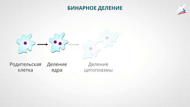 Клетка как структурная основа живых организмов смотреть онлайн