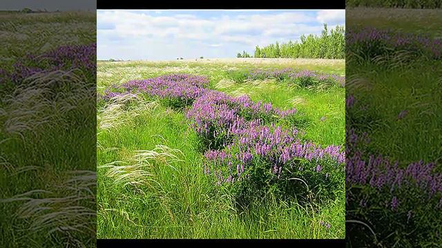 Видеозарисовка на песню "Степь" смотреть онлайн