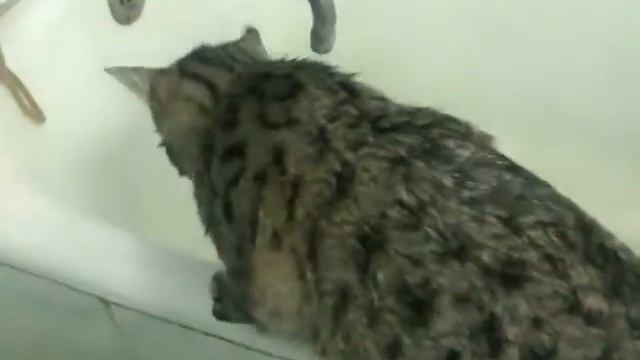 Кошка любящая воду