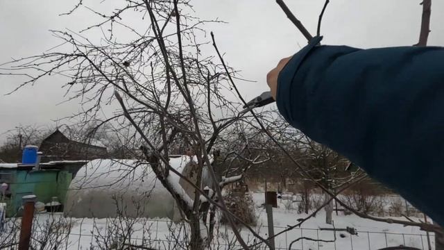 Пальметта или плоская крона на яблоне! Зимняя обрезка плодового дерева.