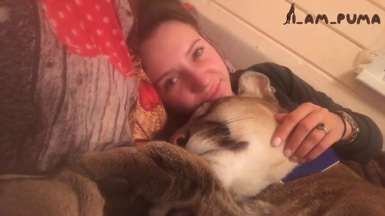 Ласковая пума Месси. Tender Puma Messi