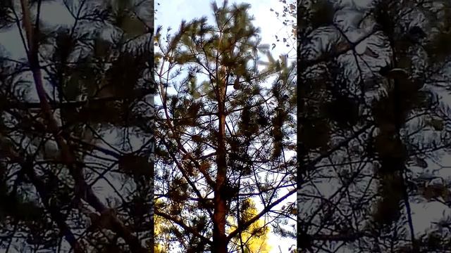 Выслеживание белки, русско-европейская лайка