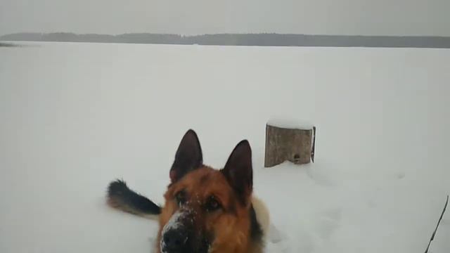Немецкая овчарка Макс 🐾🐾 смотреть онлайн