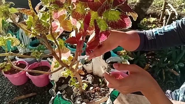 Multi Collors of mayana in 1plant смотреть онлайн