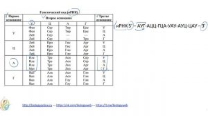 ЕГЭ по БИОЛОГИИ - Как определять аминокислоты по таблице генетического кода?