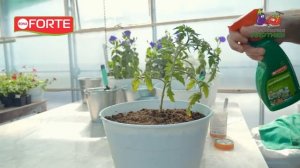 Как быстро избавится от грибных комариков (сциарид) на рассаде! Натуральный спрей Bona Forte.