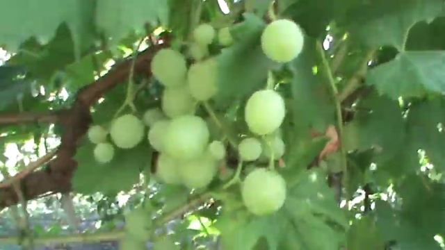 ГФ ВИНОГРАДА (ВРАНГЕЛЬ-ПЕТЕРБ.НОЧЬ-КЛЕОПАТРА-АРАГОРН) БУРДАК А В смотреть онлайн