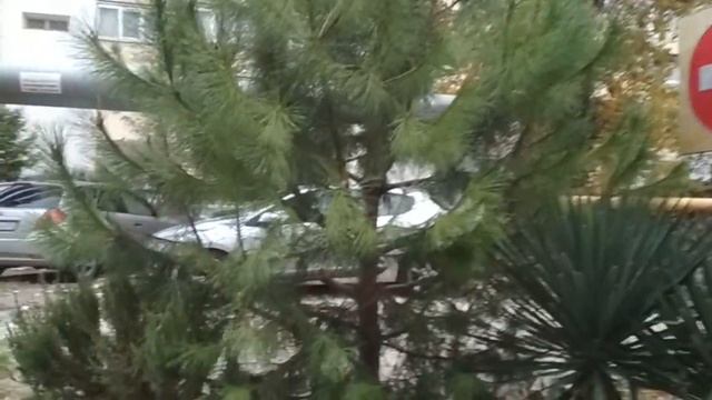 Зеленые краски осени. смотреть онлайн