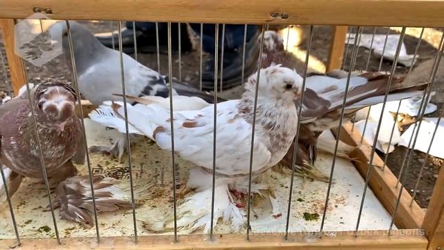 Птичий рынок г. Ташкент - ГОЛУБИ (18.12.2021) / Uzbek Pigeons / Usbekische tauben смотреть онлайн