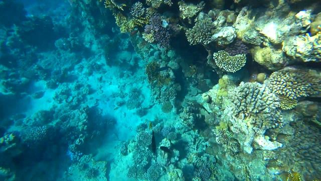 риф море рыбки Grand Oasis resort смотреть онлайн