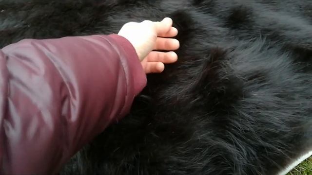 Телячья, Длинношерстая, Шкура на Пол / Стену, Аргентина. смотреть онлайн