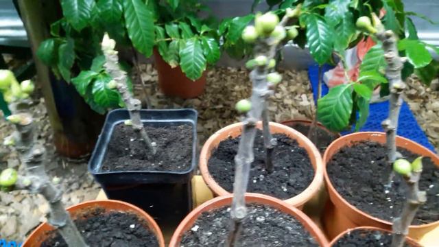 Зимнее укоренение. смотреть онлайн