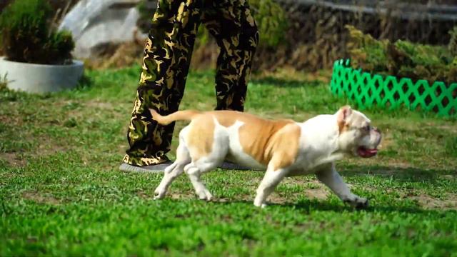 Девочка Плюша, Американский булли. Девочка, припевочка ❤ наша ❤ смотреть онлайн