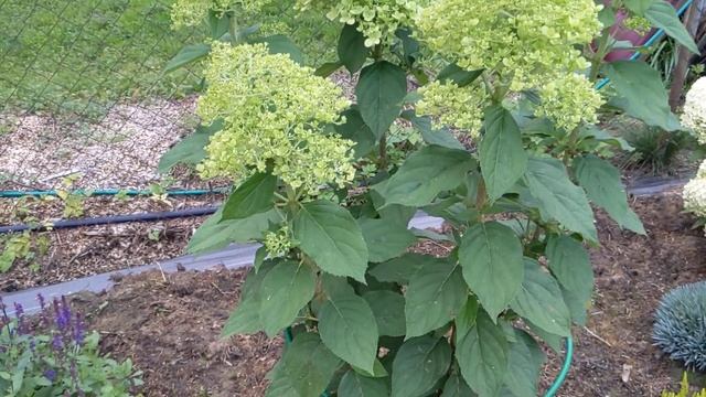 19.08.2023 г. Как поживают черенки метельчатых гортензий? Саженец развивается в один ствол, почему? смотреть онлайн