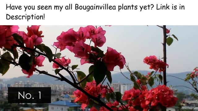My SECRETS To Get MORE Flowers on Bougainvillea! смотреть онлайн