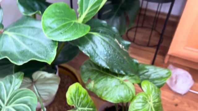 Новый рост☘️