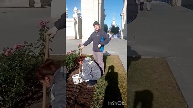 САЖАЕМ ТЮЛЬПАНЫ ПРАВИЛЬНО смотреть онлайн