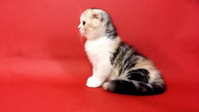 Черепаховая шотландская девочка смотреть онлайн