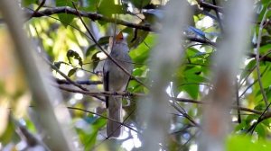 САМАЯ ГРОМКАЯ ПТИЦА В МИРЕ В 125 ДЕЦИБЕЛ || ЖИВАЯ ЗЕМЛЯ ©