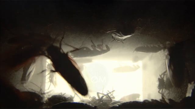 Холодный туман - обработка от тараканов смотреть онлайн