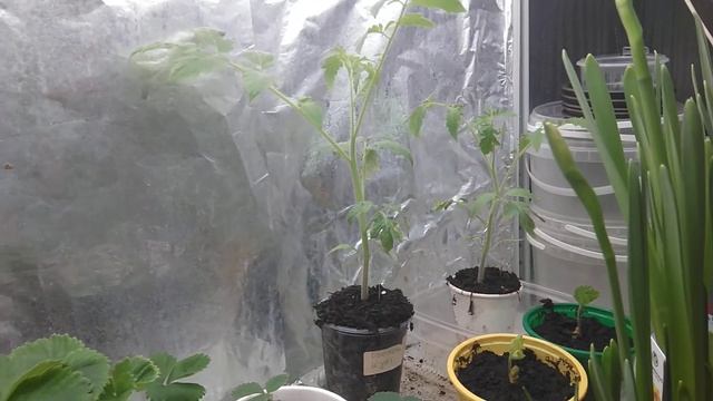 Как вырастить рассаду клубники зимой часть 2 смотреть онлайн