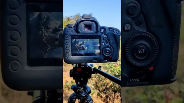 Shoot Wild life Photography camera lover motivational photographer vishalsoniphotigraphy #short смотреть онлайн